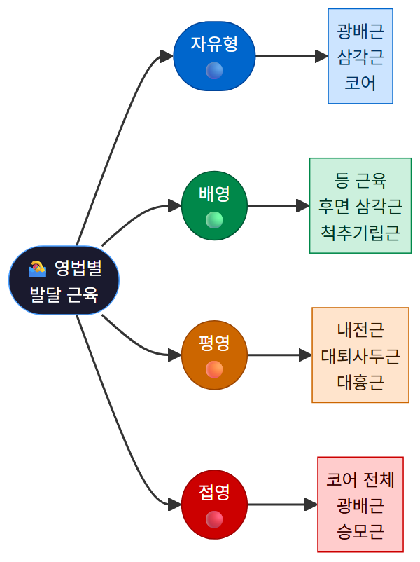 영법별 주요 발달 근육 비교 다이어그램