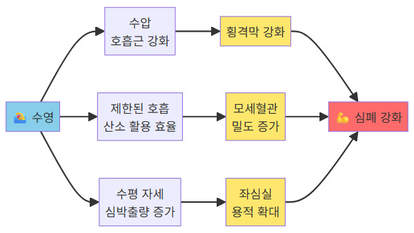 수영 심폐 기능 강화 원리 다이어그램